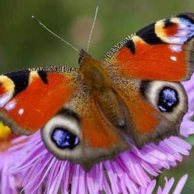Schmetterlinge