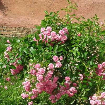 Image005