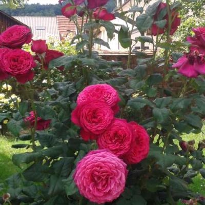 Image006