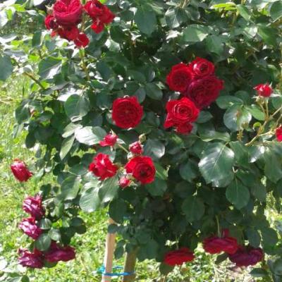 Image014