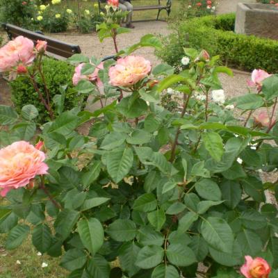 Image021