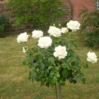 Image024