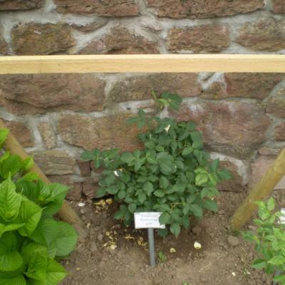 Image026