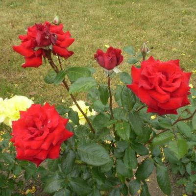 Image030