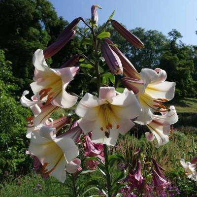 Image037